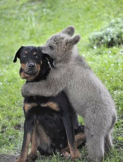 medo-the-bear-cub-hugs-dog